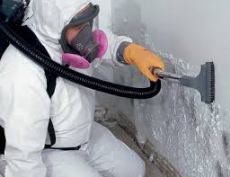 Best Emergency Mold Remediation in Hayfield, MN